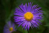 Purple & Yellow Flower_DSCF5300-2